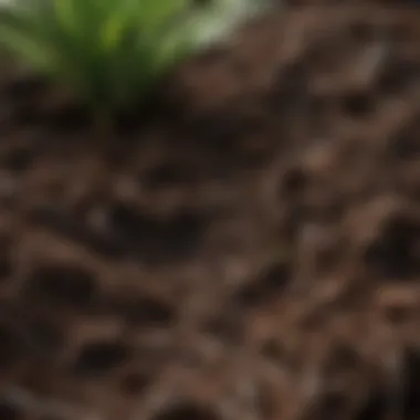 Close-up of mulch enhancing indoor plant soil