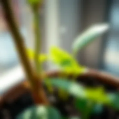 Assessing Soil Moisture for Optimal Plant Care Close-up of soil moisture levels in a potted plant