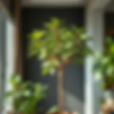 The Impact of Environment on Indoor Plant Health A well-maintained indoor plant thriving under specific environmental conditions